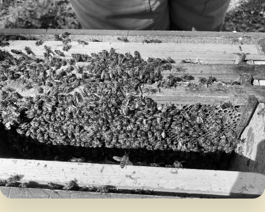 A hive frame covered in honeybees at Lovelands