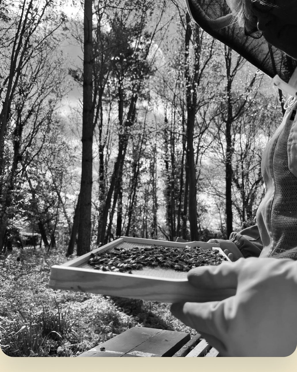 A frame of honeybees being lifted from a hive at Lovelands