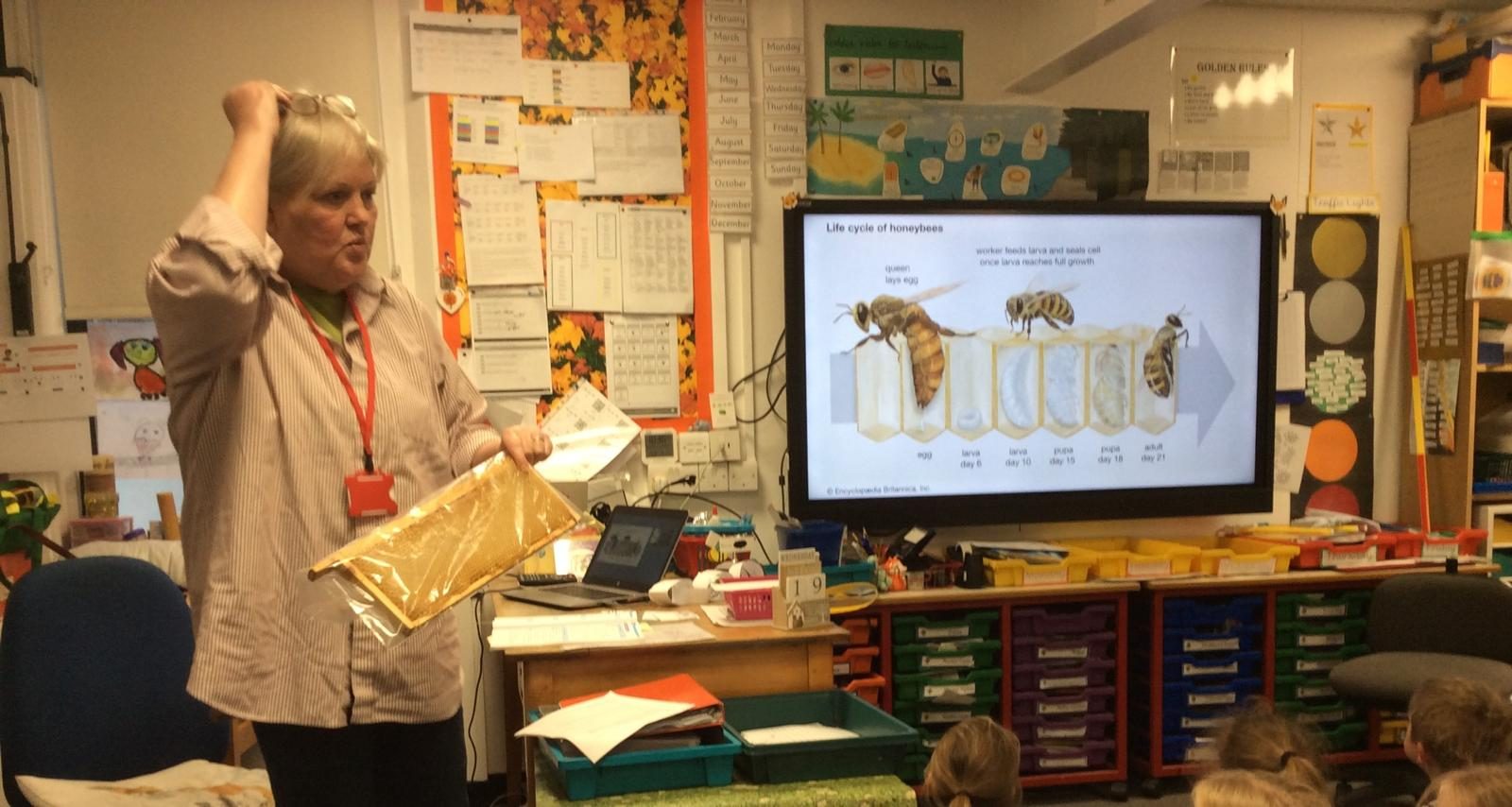 Laura holding a frame of honeycomb during a school presentation, beside a screen showing the honeybee life cycle