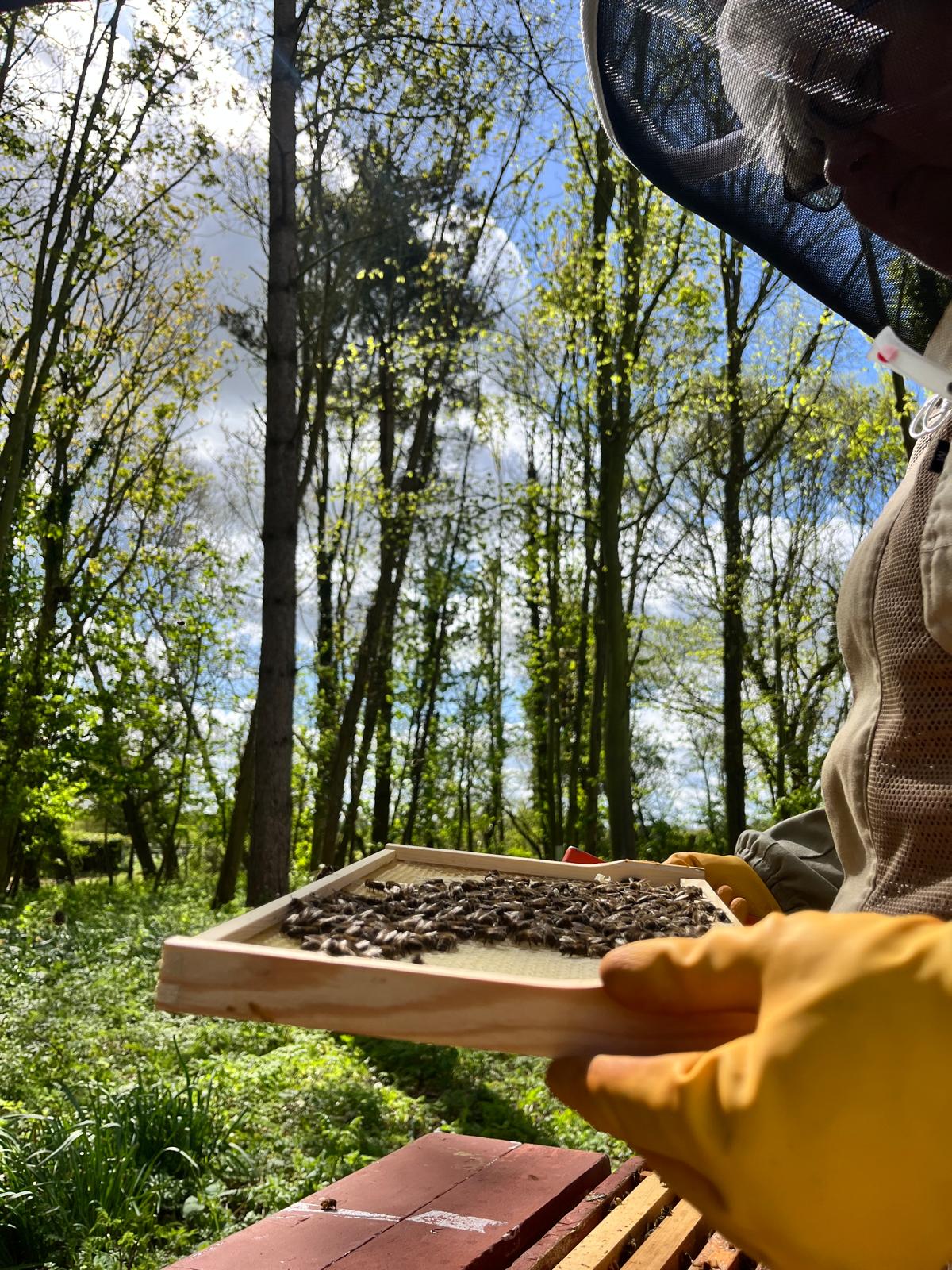 A beekeeper inspecting a hive frame in the woodland apiary