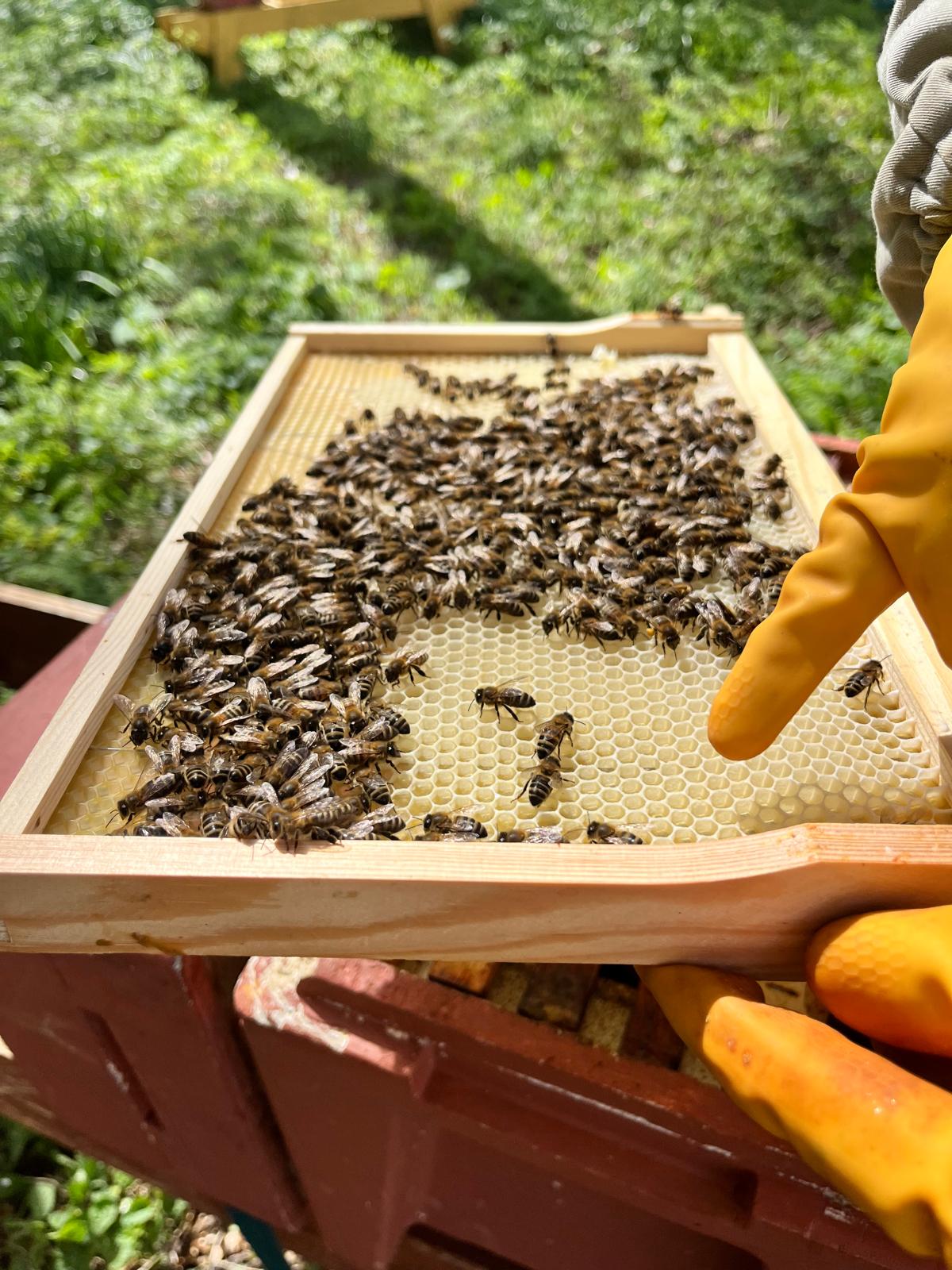 A frame of honeybees on fresh comb held above an open hive during a guided bee experience at Lovelands