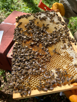 A beekeeper lifting a frame from the hive