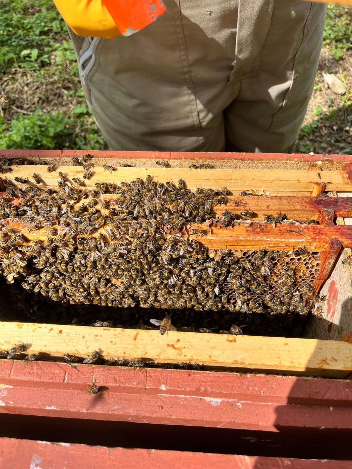 An open beehive with frames of honeybees, and a beekeeper standing behind it at the Lovelands apiary